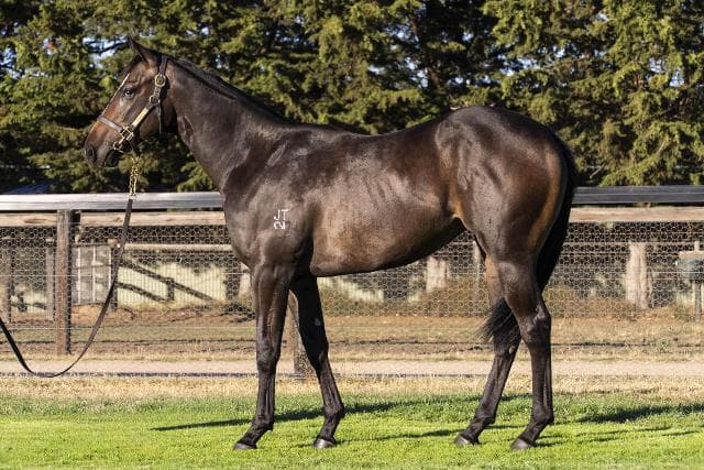 Avatar-HorsesAvailable